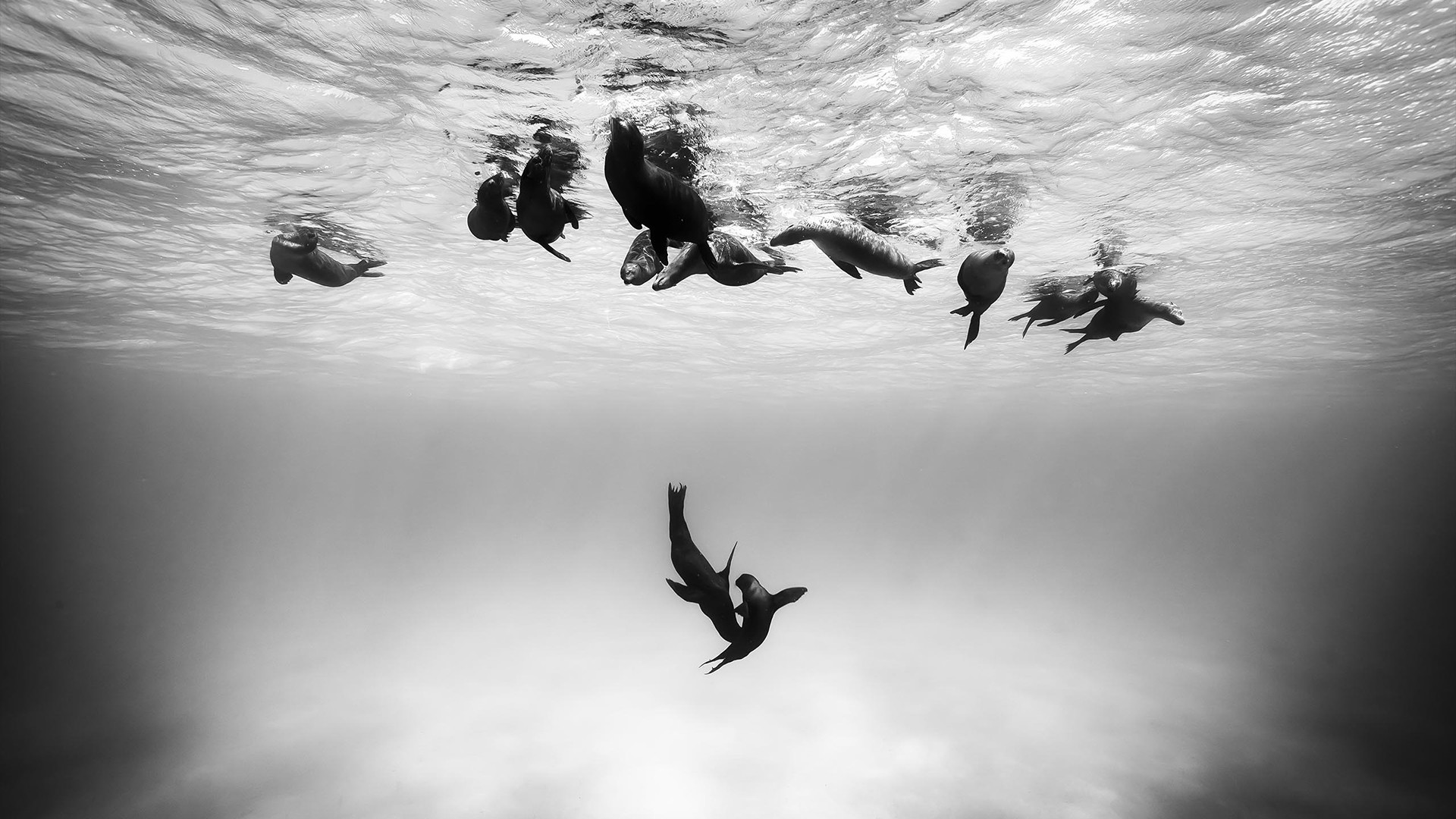 seals, Nature, Animals, Underwater, Monochrome Wallpaper