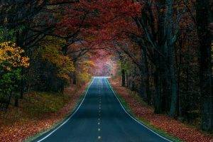 road, Nature