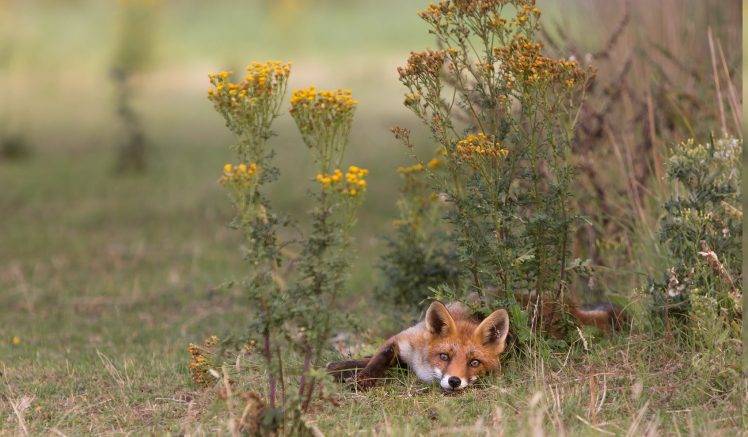 fox, Animals HD Wallpaper Desktop Background