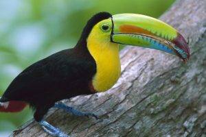 toucans, Nature, Birds