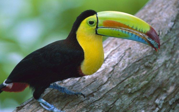 toucans, Nature, Birds HD Wallpaper Desktop Background