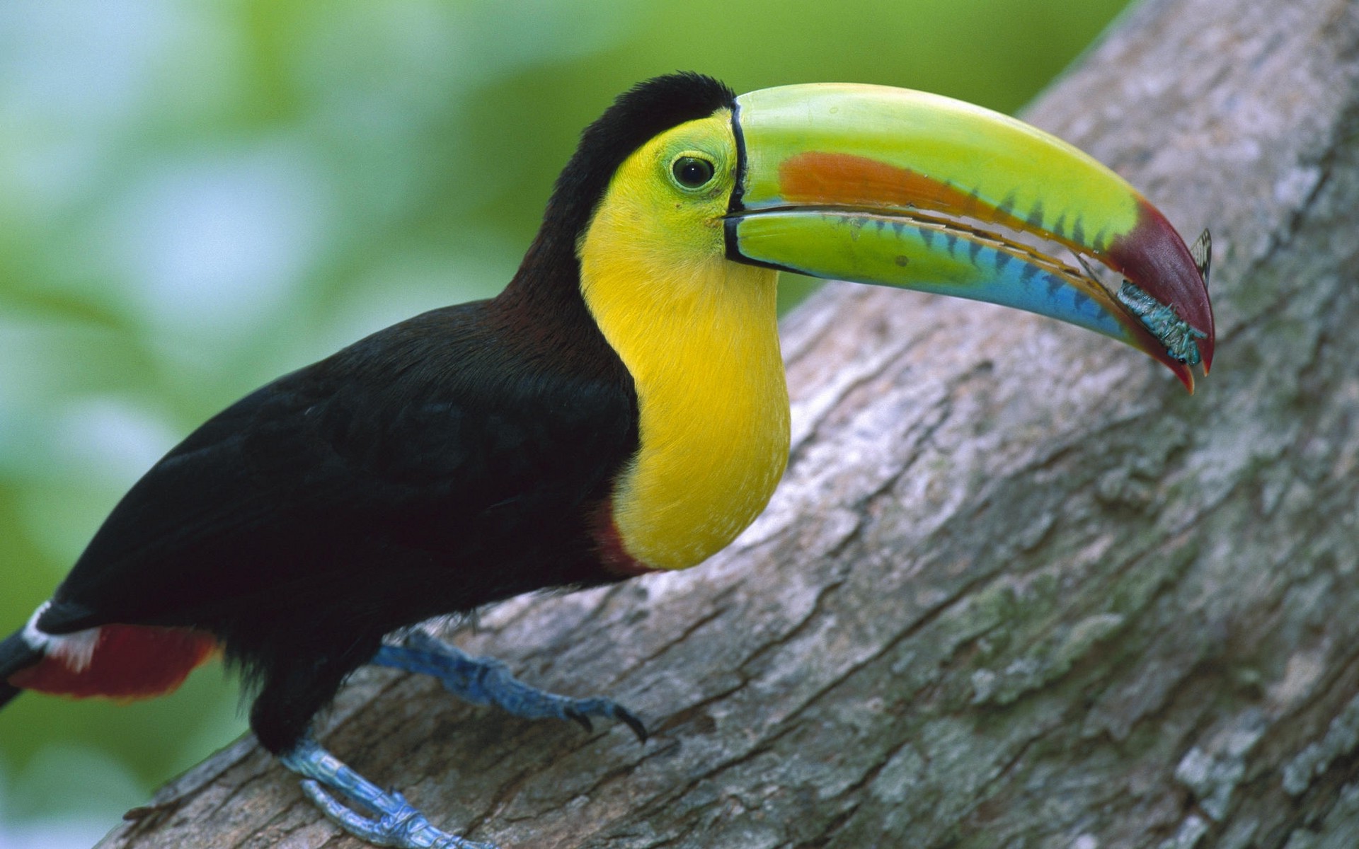 toucans, Nature, Birds Wallpaper