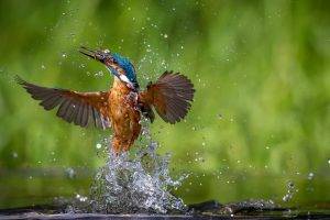 nature, Animals, Birds, Kingfisher, Water Drops