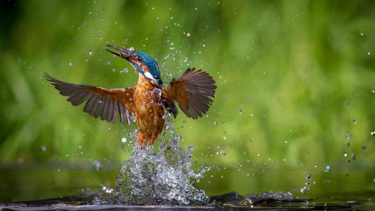 nature, Animals, Birds, Kingfisher, Water Drops HD Wallpaper Desktop Background
