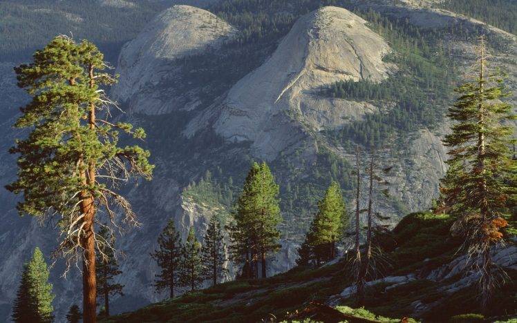 nature, Landscape, Mountain, Forest, Sunlight, Pine Trees, Yosemite National Park HD Wallpaper Desktop Background