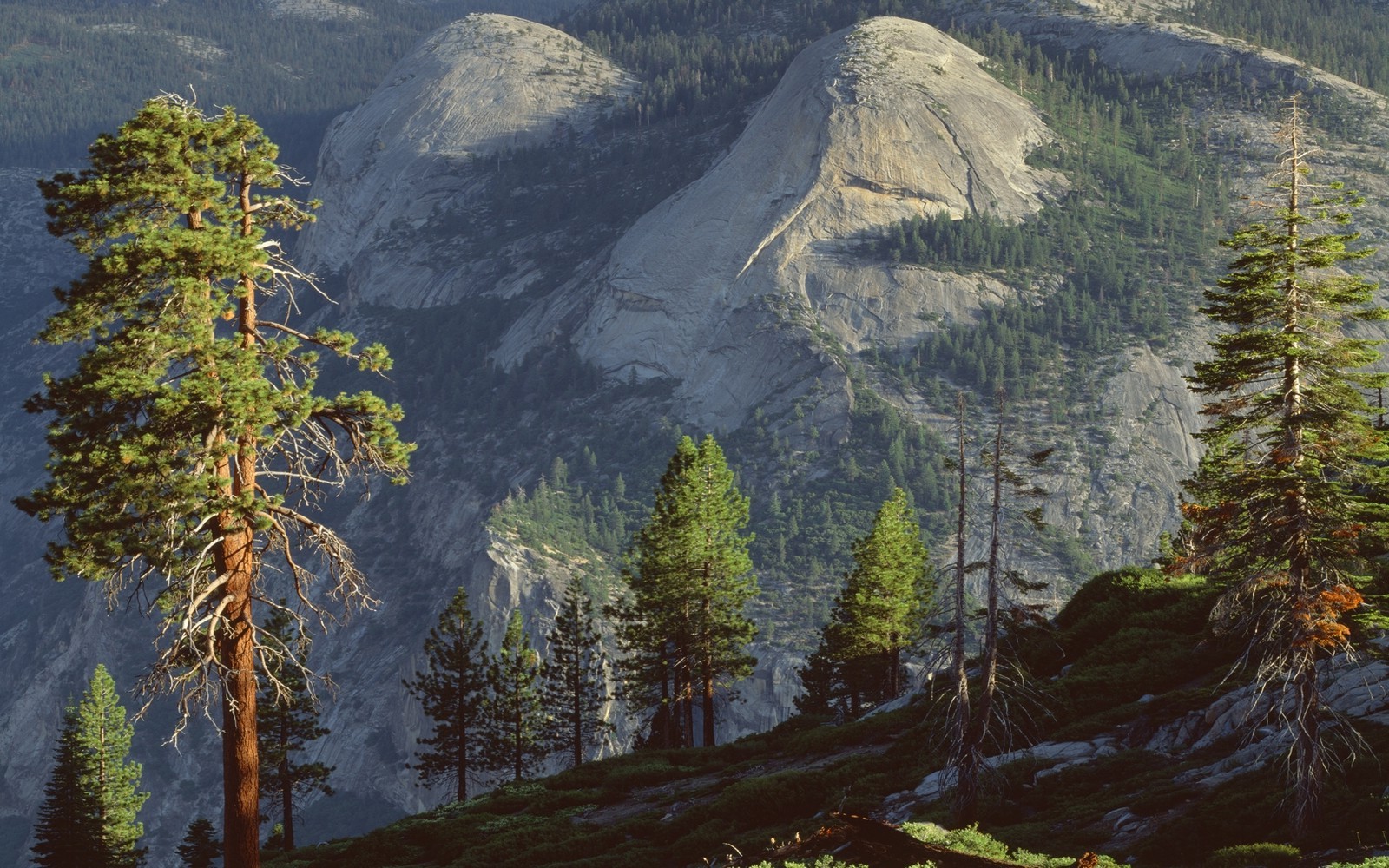 nature, Landscape, Mountain, Forest, Sunlight, Pine Trees, Yosemite National Park Wallpaper
