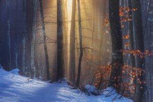 nature, Landscape, Sun Rays, Sunlight, Forest, Fall, Snow, Red, Leaves, Trees, Cold, Hill