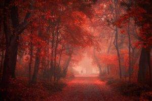 nature, Landscape, Park, Road, Fall, Red, Leaves, Mist, Shrubs, Walking, Morning, Trees