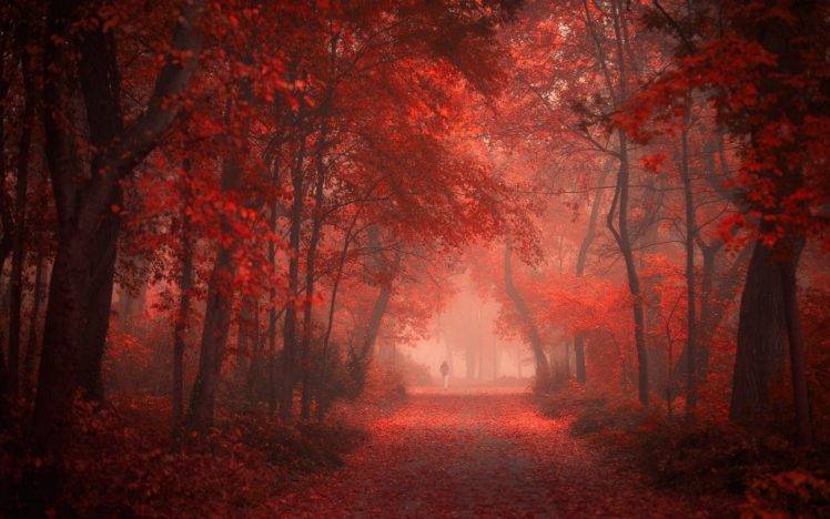 nature, Landscape, Park, Road, Fall, Red, Leaves, Mist, Shrubs, Walking, Morning, Trees HD Wallpaper Desktop Background
