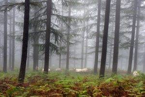 landscape, Forest, Sheep, Pine Trees