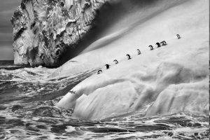 nature, Landscape, Animals, Ice, Penguins, Iceberg, Monochrome, Sebastiao Salgado, Antarctica, Sea, Waves, Photography, Jumping
