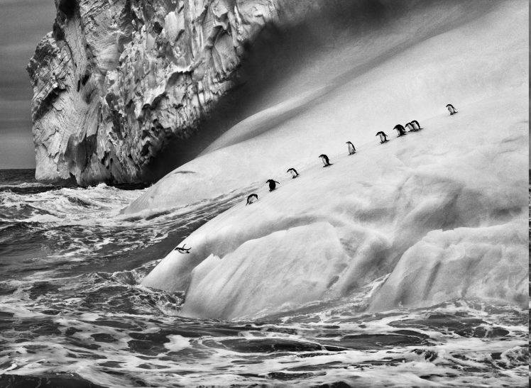 nature, Landscape, Animals, Ice, Penguins, Iceberg, Monochrome, Sebastiao Salgado, Antarctica, Sea, Waves, Photography, Jumping HD Wallpaper Desktop Background