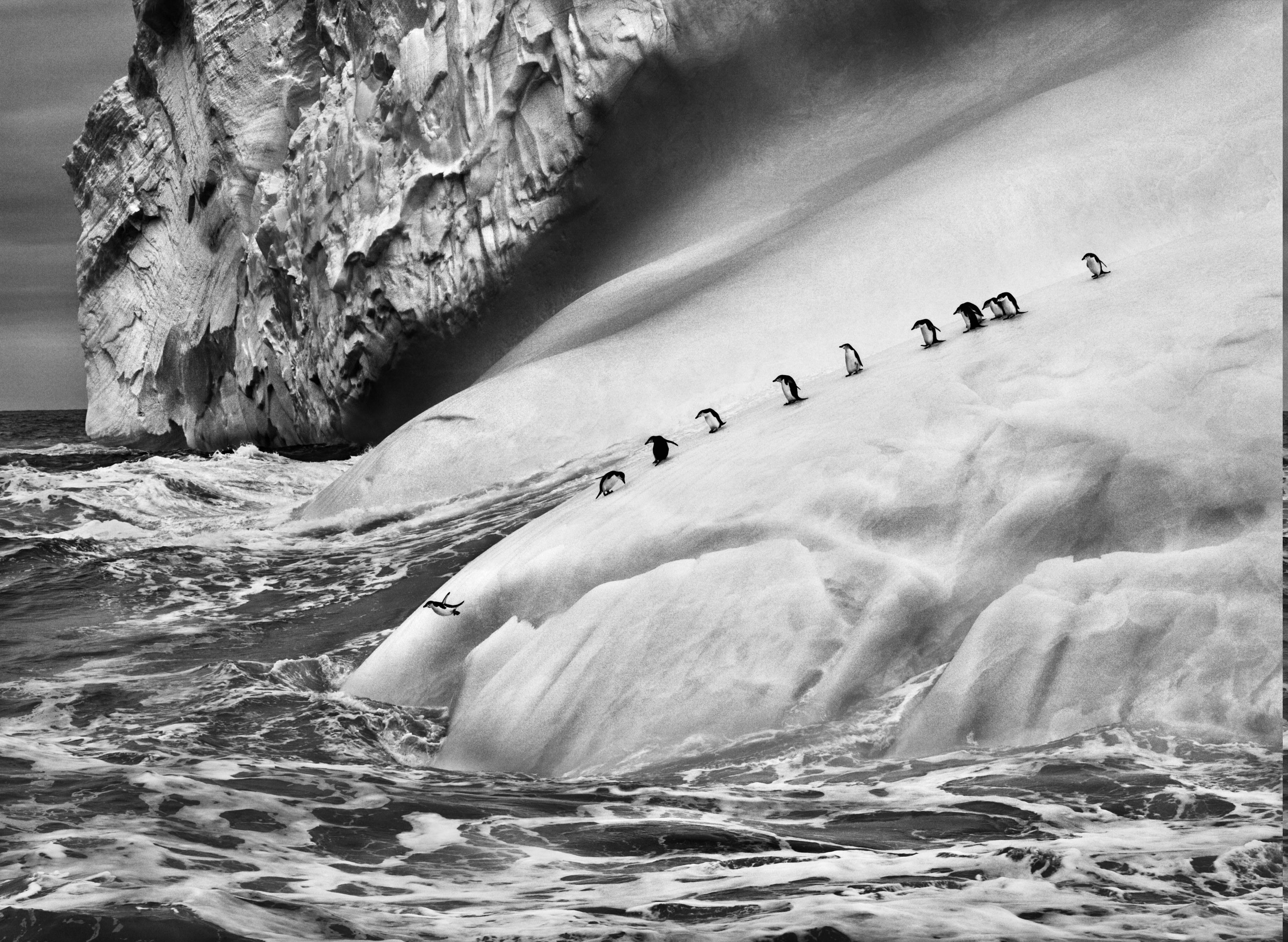 nature, Landscape, Animals, Ice, Penguins, Iceberg, Monochrome, Sebastiao Salgado, Antarctica, Sea, Waves, Photography, Jumping Wallpaper