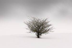 nature, Landscape, Minimalism, Trees, Simple, Winter, Snow, Mist, Branch, Blurred