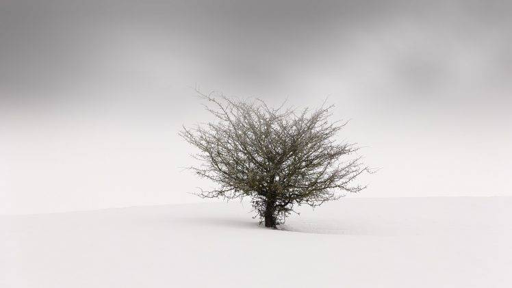 nature, Landscape, Minimalism, Trees, Simple, Winter, Snow, Mist, Branch, Blurred HD Wallpaper Desktop Background