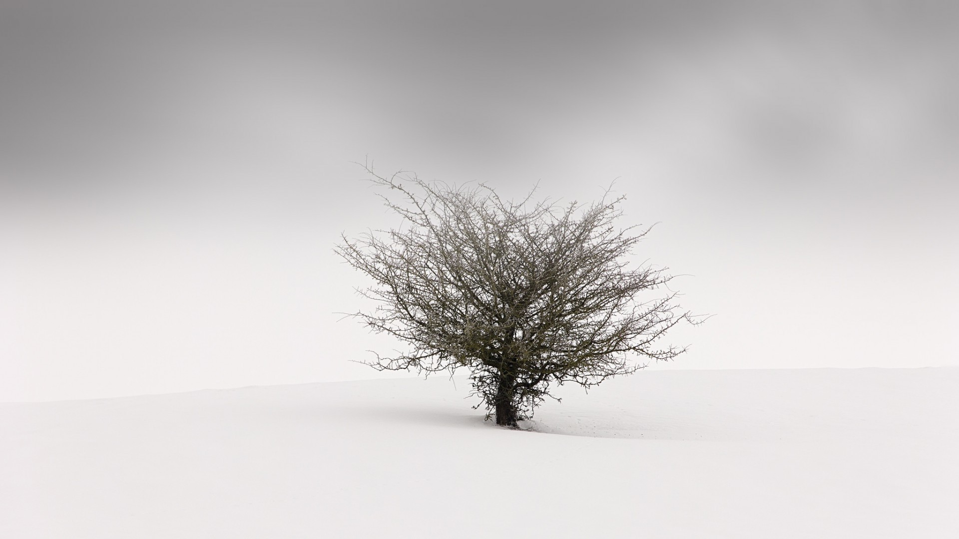 nature, Landscape, Minimalism, Trees, Simple, Winter, Snow, Mist, Branch, Blurred Wallpaper