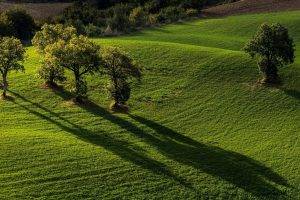 nature, Landscape, Minimalism, Trees, Simple, Field, Grass, Hill, Sunlight, Shadow, Forest