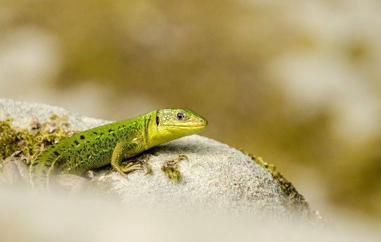 lizards, Macro, Animals HD Wallpaper Desktop Background