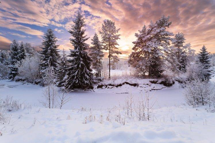 landscape, Snow, Pine Trees HD Wallpaper Desktop Background