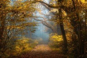 nature, Landscape, Fall, Forest, Sunlight, Mist, Shrubs, Yellow, Leaves, Path, Trees, Morning