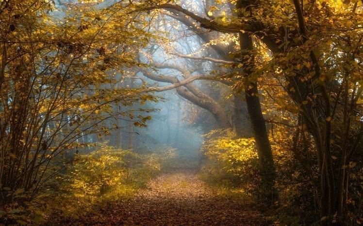 nature, Landscape, Fall, Forest, Sunlight, Mist, Shrubs, Yellow, Leaves, Path, Trees, Morning HD Wallpaper Desktop Background