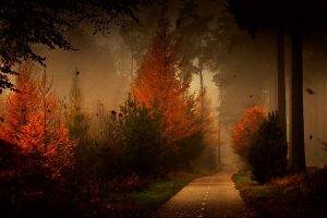 forest, Road, Fall, Mist, Trees, Leaves, Nature, Landscape, Shrubs, Grass