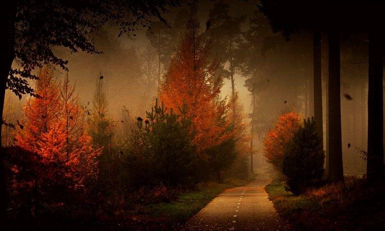 forest, Road, Fall, Mist, Trees, Leaves, Nature, Landscape, Shrubs, Grass HD Wallpaper Desktop Background
