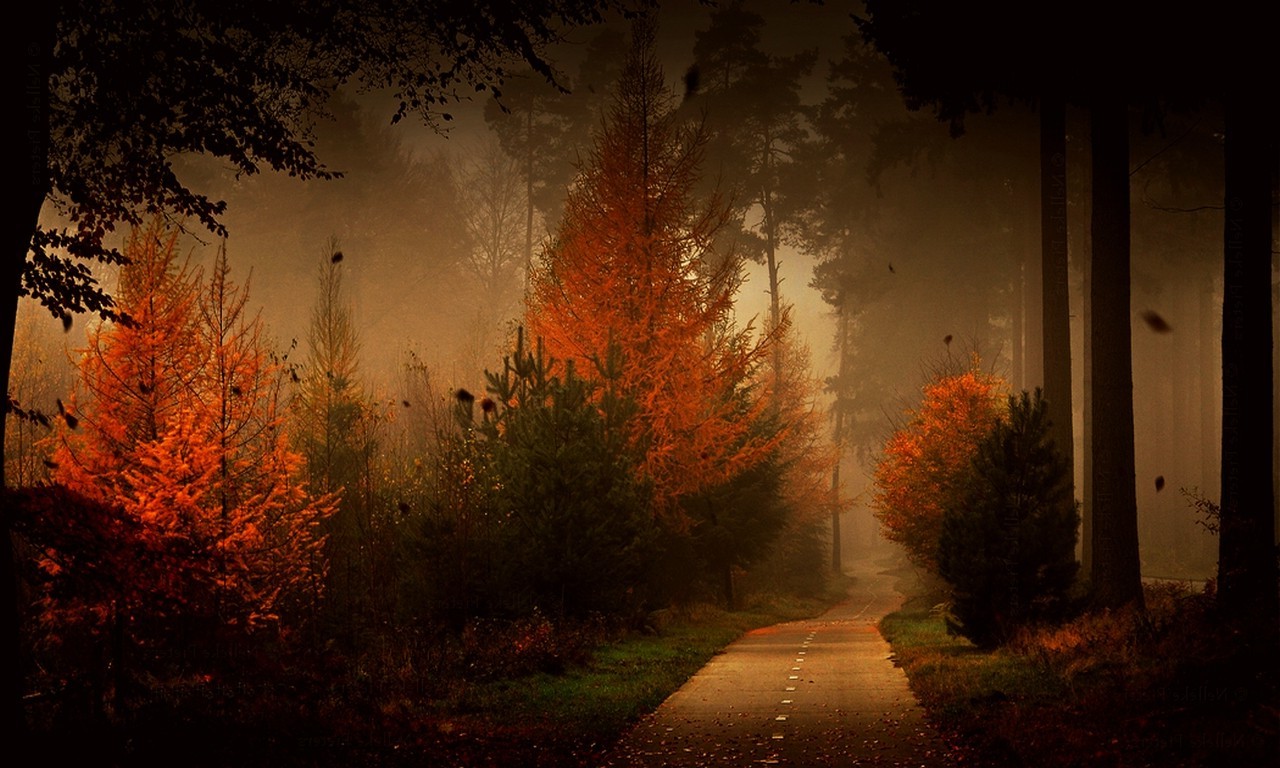 Forest Road Fall Mist Trees Leaves Nature Landscape Shrubs Grass Wallpapers Hd Desktop And Mobile Backgrounds