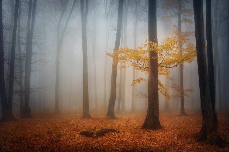 mist, Nature, Forest, Landscape HD Wallpaper Desktop Background