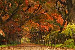 nature, Landscape, Maple Leaves, Trees, Park, Road, Street, Japan, Tunnel