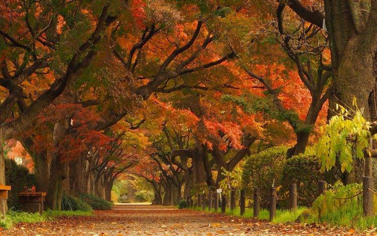 nature, Landscape, Maple Leaves, Trees, Park, Road, Street, Japan, Tunnel HD Wallpaper Desktop Background