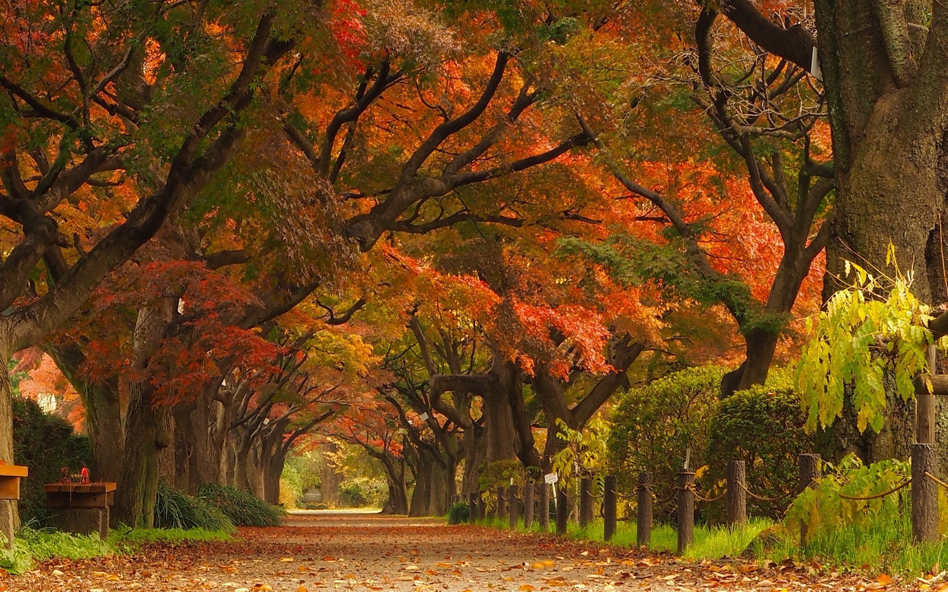 nature, Landscape, Maple Leaves, Trees, Park, Road, Street, Japan, Tunnel Wallpaper