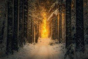 landscape, Nature, Snow, Forest, Sunrise, Sunlight, Winter, Path, Trees, Finland, Morning