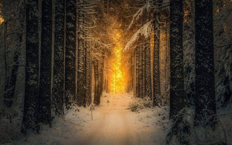 landscape, Nature, Snow, Forest, Sunrise, Sunlight, Winter, Path, Trees, Finland, Morning HD Wallpaper Desktop Background