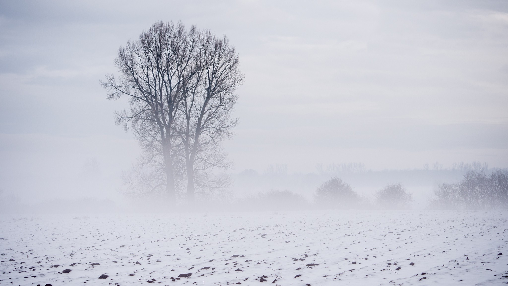 winter, Snow, Landscape, Trees Wallpaper