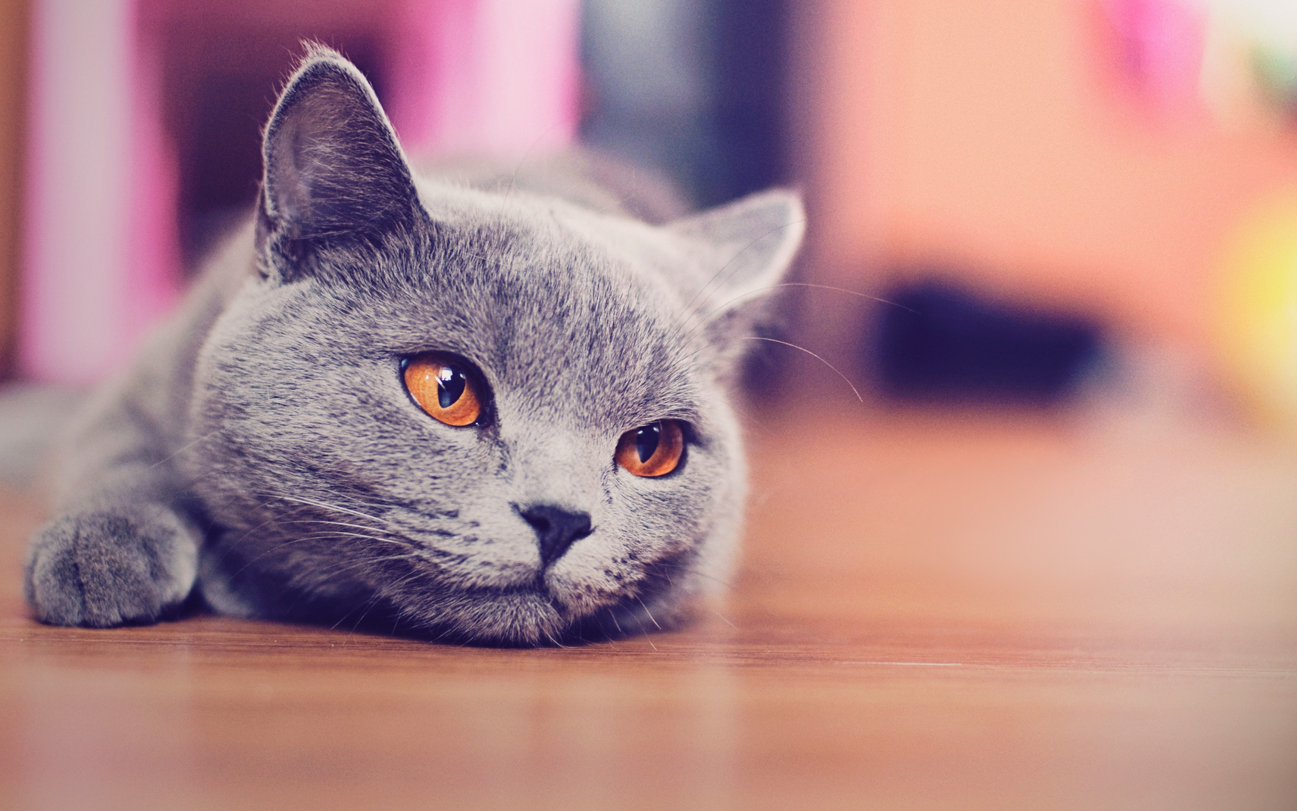  cat  Russian Blue  Animals Blurred Wallpapers  HD  