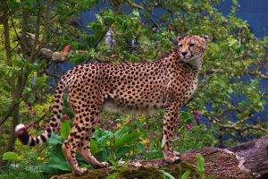 animals, Cheetahs