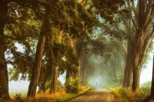 nature, Landscape, Mist, Acacia, Trees, Dirt Road, Shrubs, Cycling, Grass, Morning, Daylight
