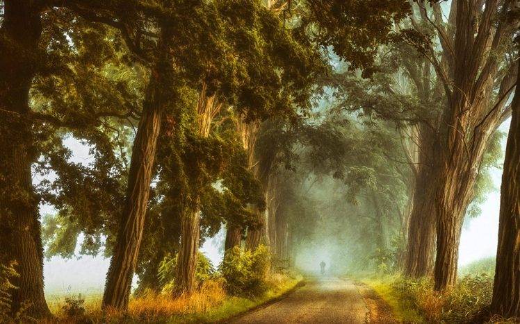 nature, Landscape, Mist, Acacia, Trees, Dirt Road, Shrubs, Cycling, Grass, Morning, Daylight HD Wallpaper Desktop Background