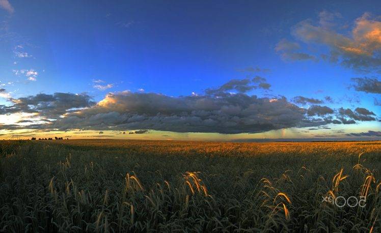 nature, Field, Landscape, Sky HD Wallpaper Desktop Background