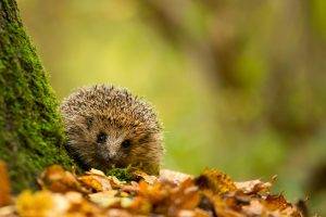 nature, Trees, Leaves, Branch, Animals, Hedgehog, Moss, Depth Of Field, Fall, Closeup