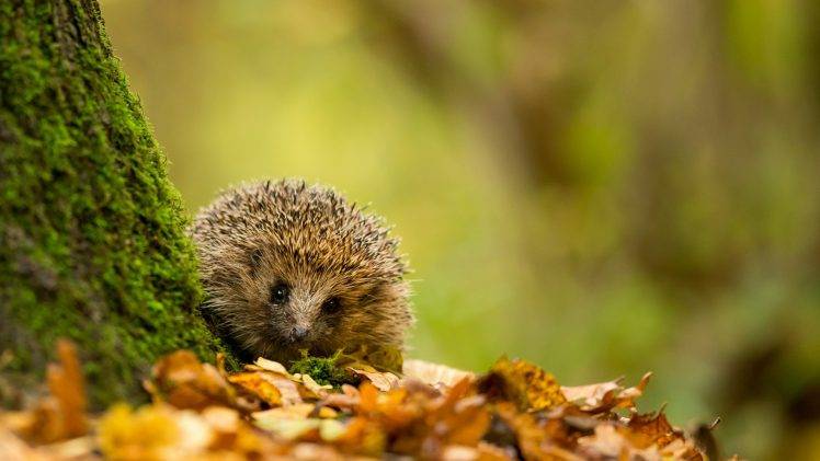 nature, Trees, Leaves, Branch, Animals, Hedgehog, Moss, Depth Of Field, Fall, Closeup HD Wallpaper Desktop Background
