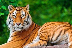 nature, Animals, Tiger, Big Cats