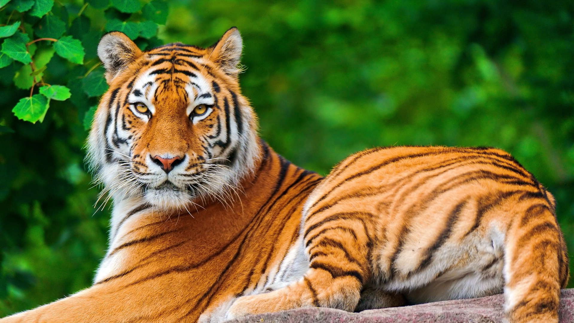 nature, Animals, Tiger, Big Cats Wallpapers HD / Desktop and Mobile  Backgrounds