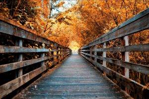 nature, Landscape, Fall, Road, Trees, Walkway, Wooden Surface, Leaves