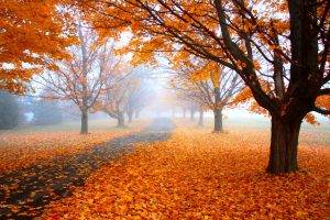 nature, Landscape, Morning, Mist, Fall, Road, Trees, Orange, Leaves, Path, Daylight