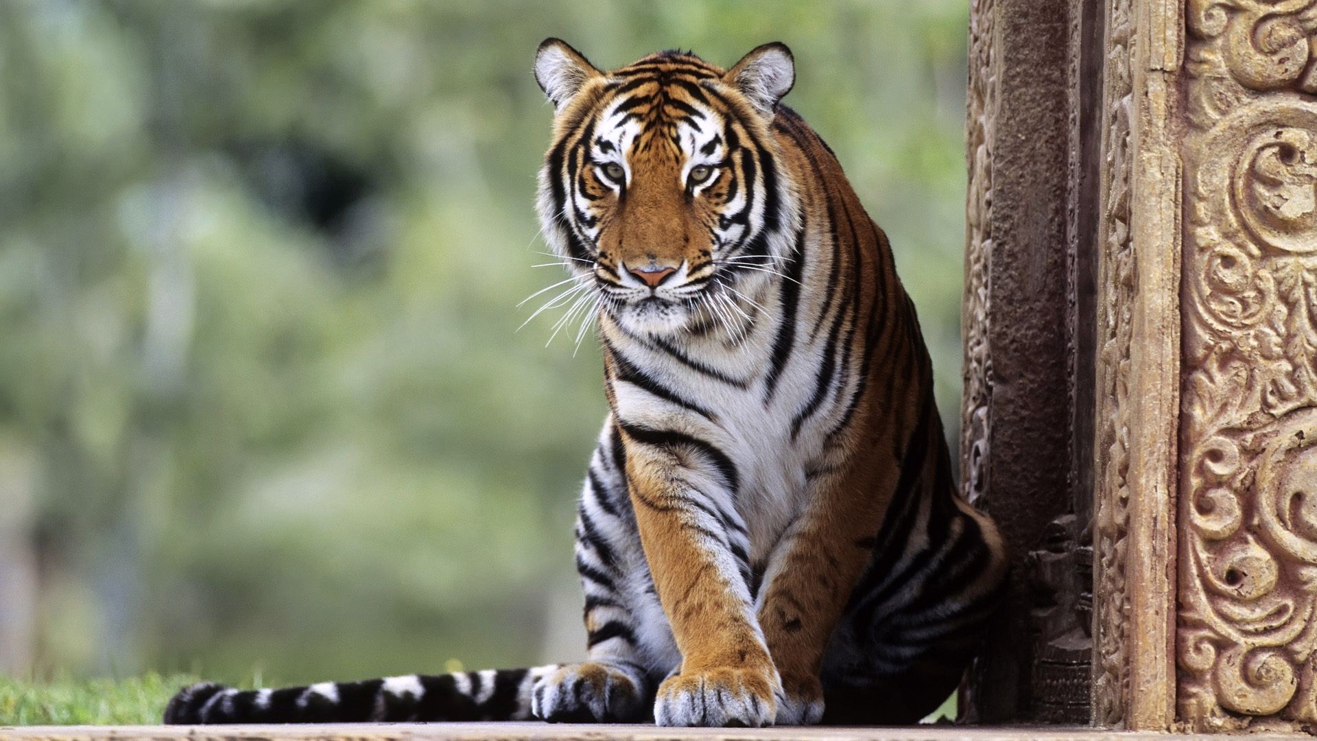 nature, Animals, Tiger, Big Cats Wallpaper
