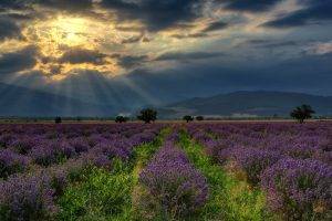 nature, Landscape, Hill, Bulgaria, Field, Lavender, Flowers, Trees, Clouds, Sun Rays