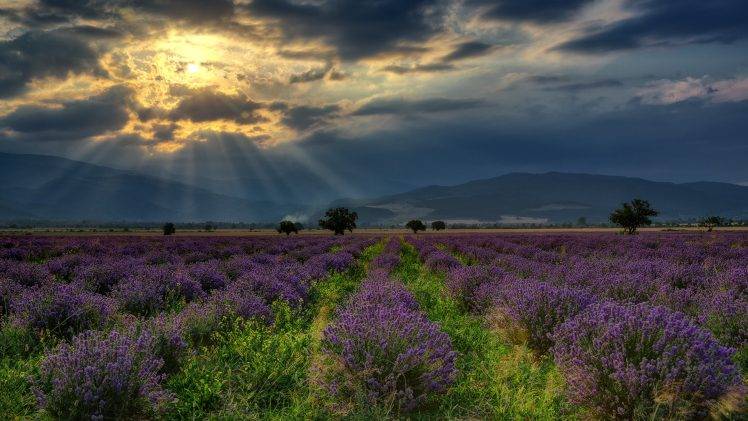 nature, Landscape, Hill, Bulgaria, Field, Lavender, Flowers, Trees, Clouds, Sun Rays HD Wallpaper Desktop Background