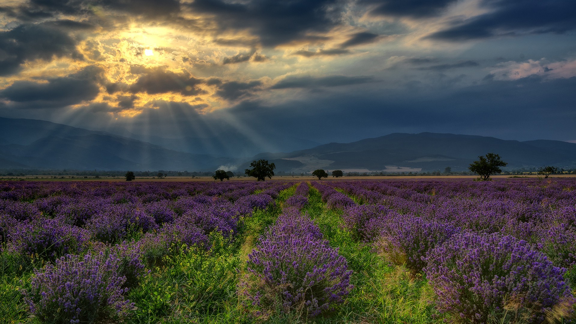 nature, Landscape, Hill, Bulgaria, Field, Lavender, Flowers, Trees, Clouds, Sun Rays Wallpaper